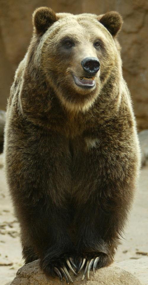 灰熊叫什么名字